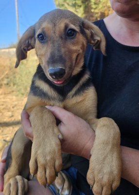 wp-17843578718491866416560620399104